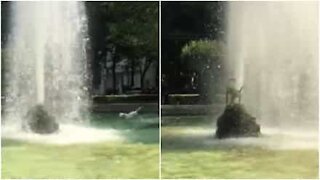 Cane lotta contro una fontana!