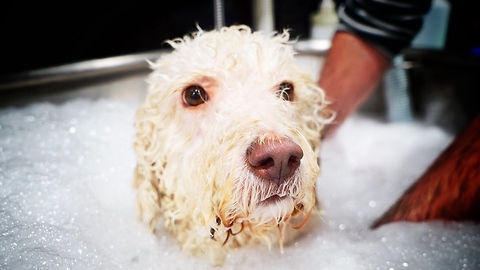 Rescued dog goes to spa, has time of her life