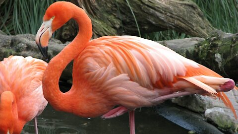 FLAMINGO - Animals For Kids - Know The Animal