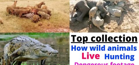 How wild animals Fight Top collection || @8K VIDEOS ULTRA HD