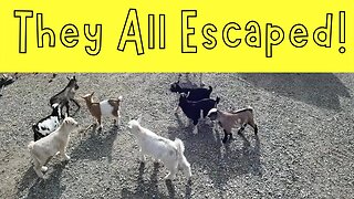 They all Escaped!