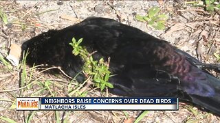 Dead birds showing up in Matlacha Isles