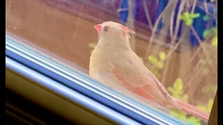 “Peep”-ing & Chirping Cardinal