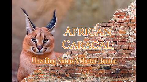 African Caracal: Unveiling Nature's Master Hunter