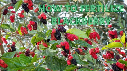 How to Fertilize Blackberry