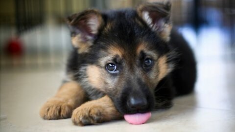 Sweet German Shepherd Puppies Swimming and Chasing Water.