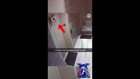 Dog stuck in lift 😞