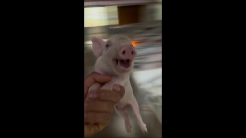 cute pig laughing vide #funny #comedy #entertainment #animal #laughing