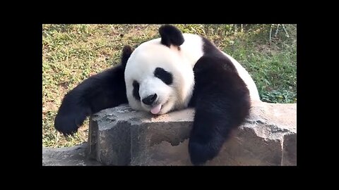 funny and cute video pandas