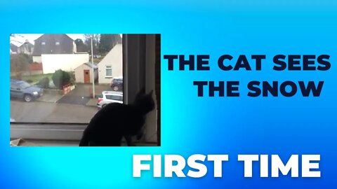 Supper funny! The cat sees the snow for the first time Cute animal for relax|猫第一次看到雪 | 貓第一次看到雪