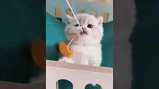 CAT VIDEO