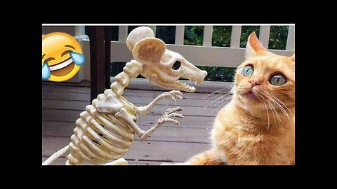 Funniest Cats And Dogs Videos😁Funny Animal Videos 2024 😸 Part 46