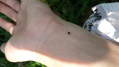 🐞The super-cute little bug competes to run a marathon on the arm