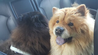 Chow Chow - Dog Breed - Fudge and Gus Travelling Dogs