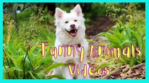 Funny Animals Videos | Funny Dog Video