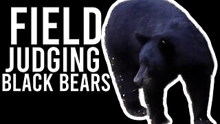 Field Judging Black Bears