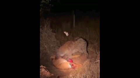 Hyena Eats Buck While It Cries For Help