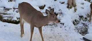 Deer Eating a Carrot