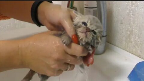 Feeding a Weak Street Kitten and First Bath - The Whole Story