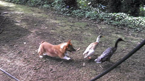 Corgi Dog Attempts To Heard Two Ducks