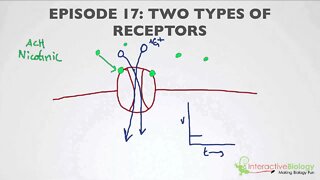 017 Two Types of Receptors