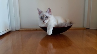 Cat prefers sitting in bowls to cardboard boxes