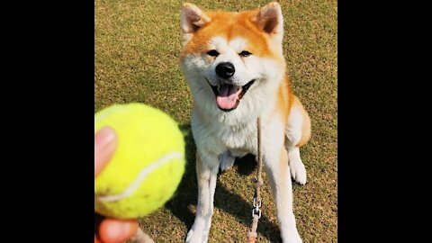 Dog Tennis Ball Dog Toy Puppy Training Ball Toys Pet Toys Cat Dog Chewing Toys