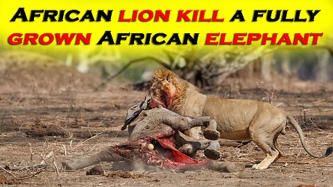 Lions Attack and kill Elephant || Lion Vs Elephant ||