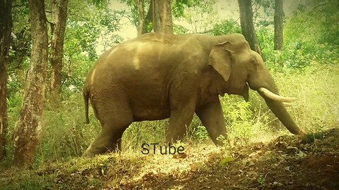 Elephant in deep forest