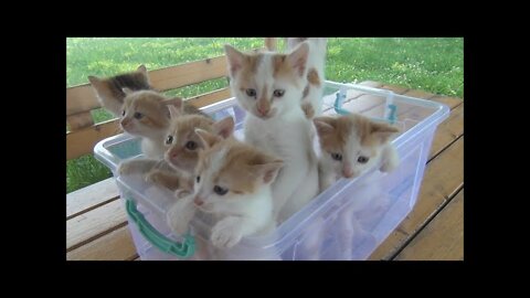 Kittens meowing (too much cuteness) - All talking at the same time!