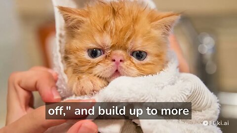 how to train your cat at home ? 8 Steps to Train Your Cat at home