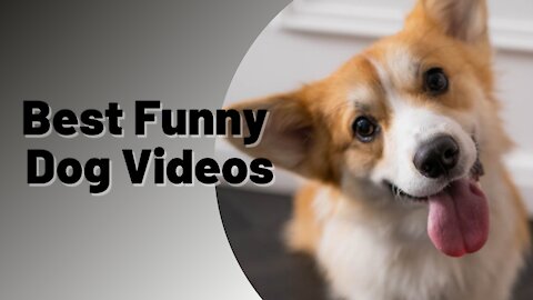 Best Funny Dog Videos