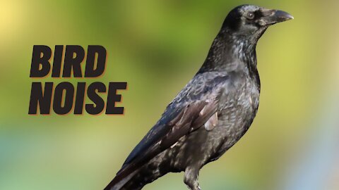 Very Loud Crowing Sounds Of Crow Birds | Rook Bird Voice Noise | Kingdom Of Awais