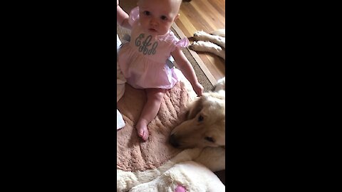 Adorably baby girl gently tugs on Golden Retriever's ear