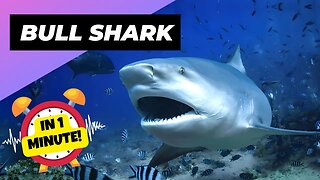 Bull Shark - In 1 Minute! 🦈 Humans Most Dangerous Shark! | 1 Minute Animals