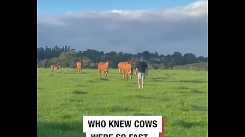 Who knew cows were so fast 😂😂😂 #Funny #Fail