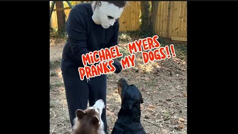 Michael Myers Pranks on Husky & Rottweiler Compilation