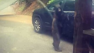 Bear tries get into car in Tennessee