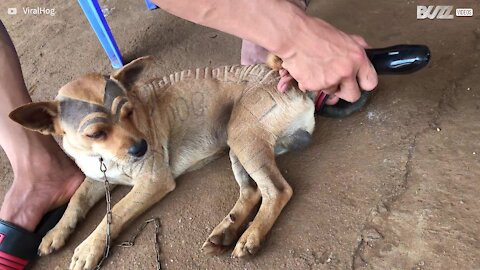 Cão recebe corte de pelo incrível!