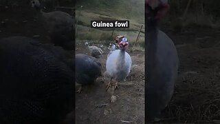 Farm surveillance. Guinea fowl gathering for dinner