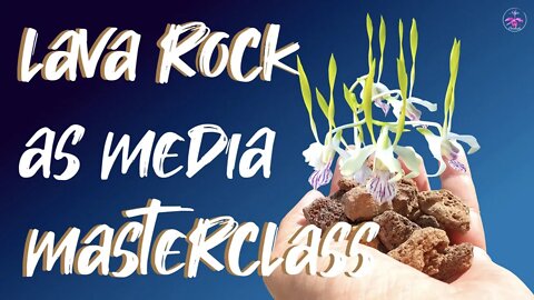 Lava Rock Tutorial | Why Lava Rock is perfect versatile for Orchids & How to use it in all set ups