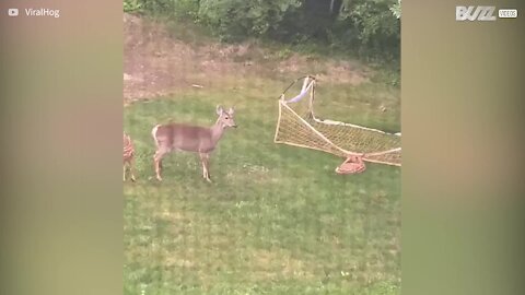 Une biche inquiète pour son bébé faon coincé dans un filet