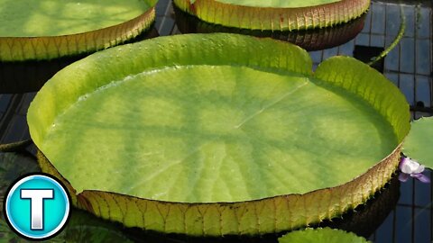 A Lily Pad you can Sit On | Victoria Lily