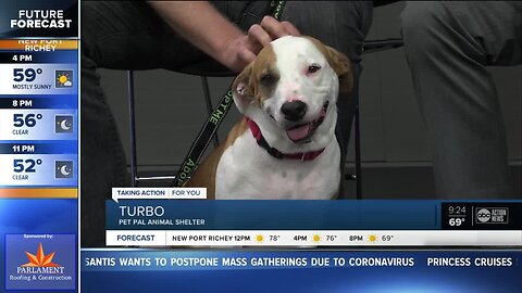 Pet of the week: 3-year-old Turbo loves laps around the track and dining out