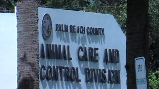 Boca Raton woman attacked by dog sues owner and Palm Beach County