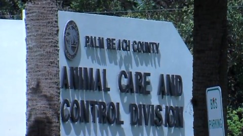 Boca Raton woman attacked by dog sues owner and Palm Beach County