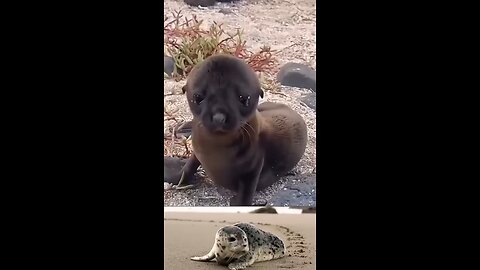 little seal