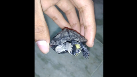 Baby Tortoise waking up