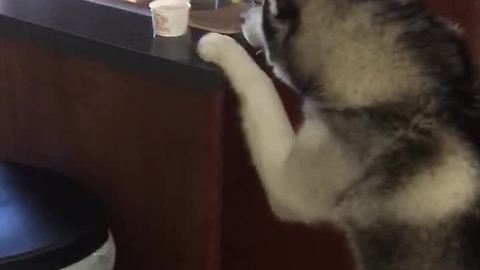 Husky snack time temper tantrum footage
