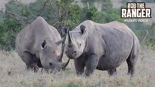 Black Rhinos, One With A THIRD Horn! | Ol Pejeta | Zebra Plains On Tour